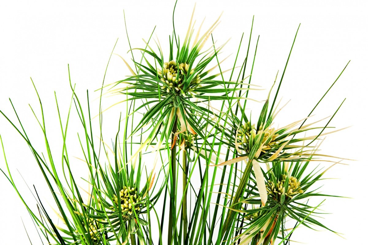 1090N Onion Star Grass detail   IMG_6410.jpg
