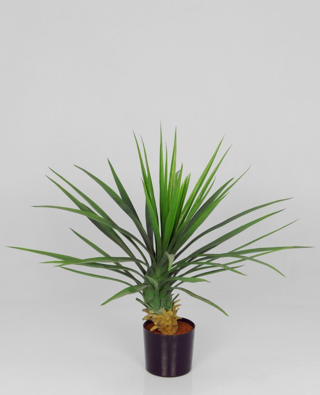 yukka1159-63.jpg