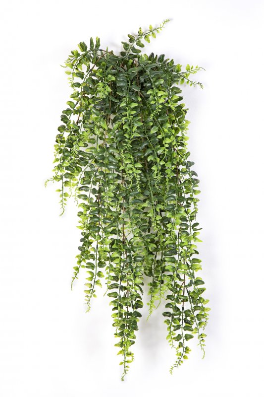 1400Npaporotnik-bostonskiy-80-140cm-ampelnyy-flora-by.jpg