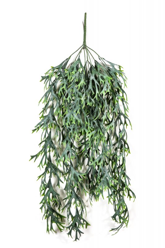 1419N-staghorn-ampelnyy-80cm-oleniy-rog-flora-by.jpg