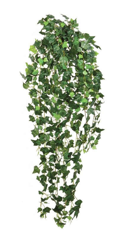 1543N ENG IVY.jpg