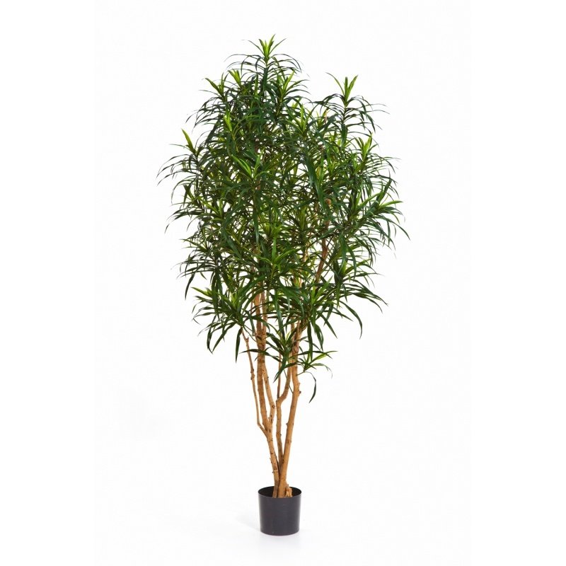 24006N-dracena-anita-150-180cm-iskusstvennaya-flora-by.jpg