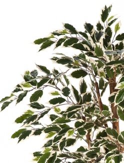 fikus-nitida-pestrolistniy-iskusstvenniy-flora-by.jpg