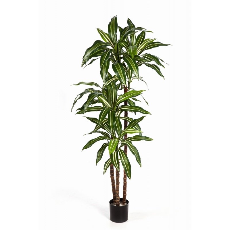 36504NW-dracena-stewart-pestrolistnaya-120-150cm-flora-by.jpg