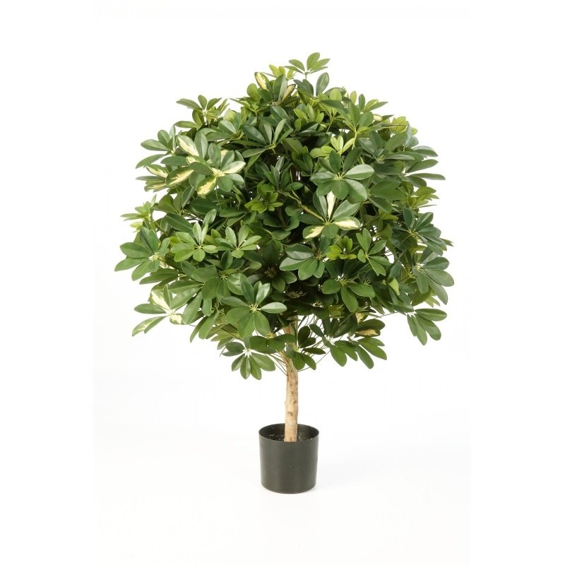 shefflera38604NW.jpg