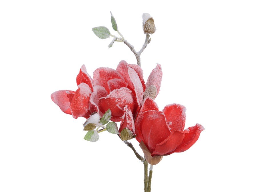 magnoliya628864.jpg