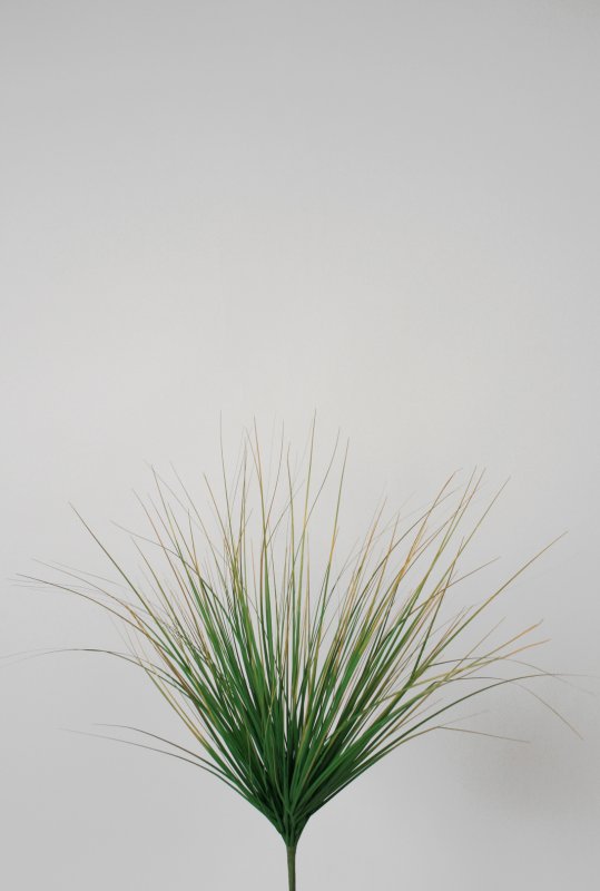 6889 50cm.jpg