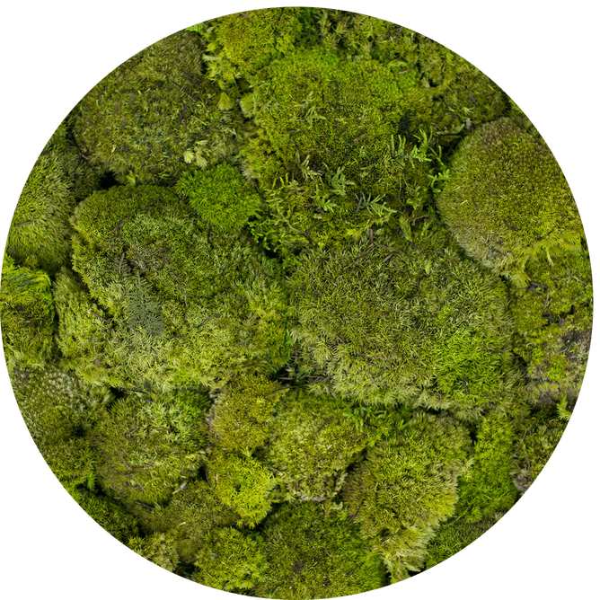 955_2-boll_moss_spring_kolo.png