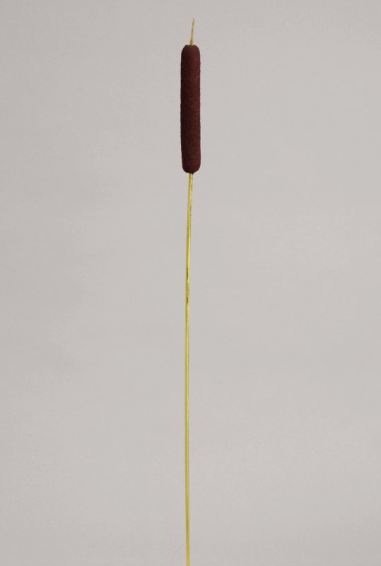 9568.jpg