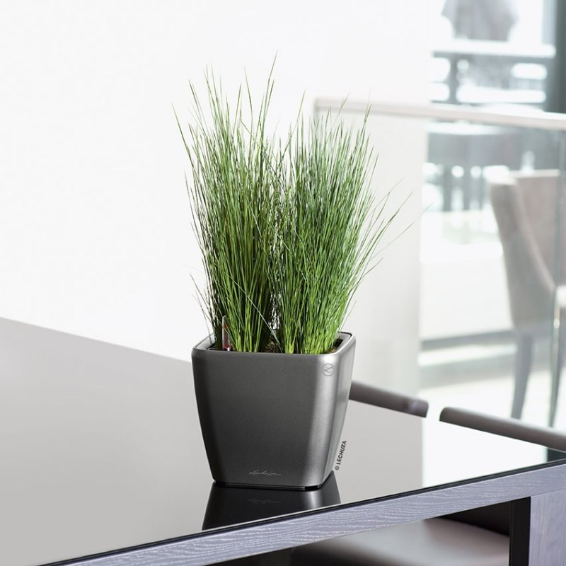 A_Q21_LS_anth_Juncus_Pencil_Grass.jpg