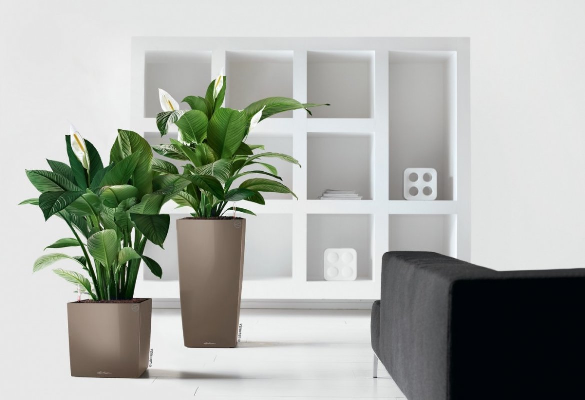 A_SQ40_CUB40_Premium_2_tp_Spathiphyllum_X.jpg
