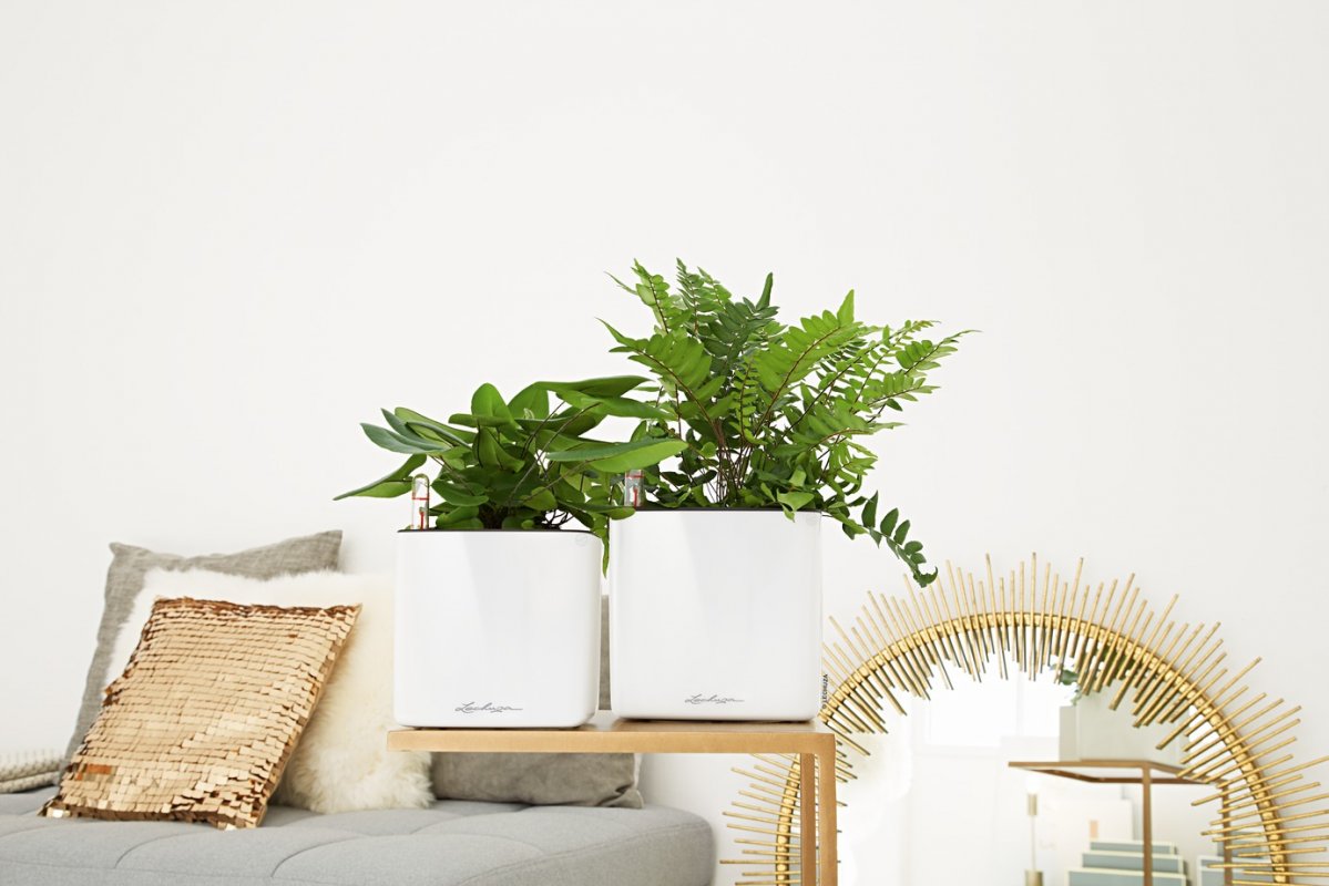 A_SQG14_16_w_ Pteridophyta_2018_x.jpg