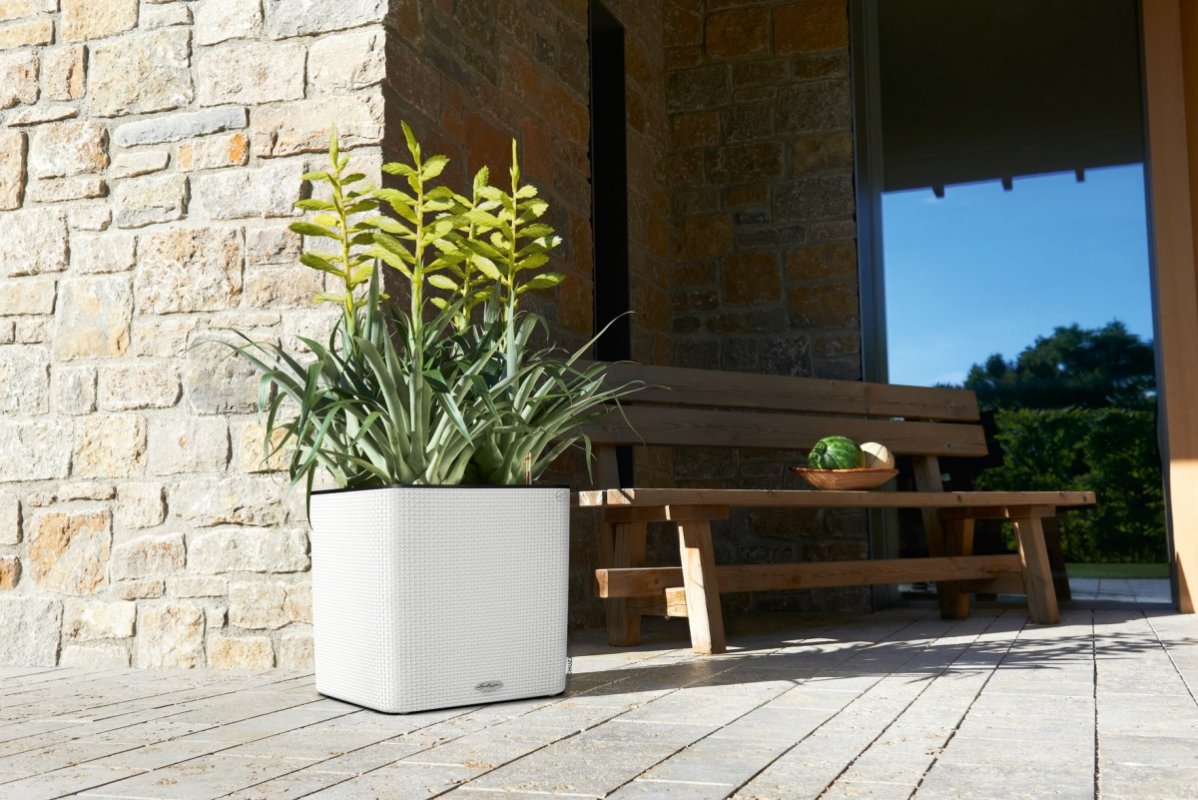 A_SQP35_LS_w_Tillandsia_oerstediana.jpg