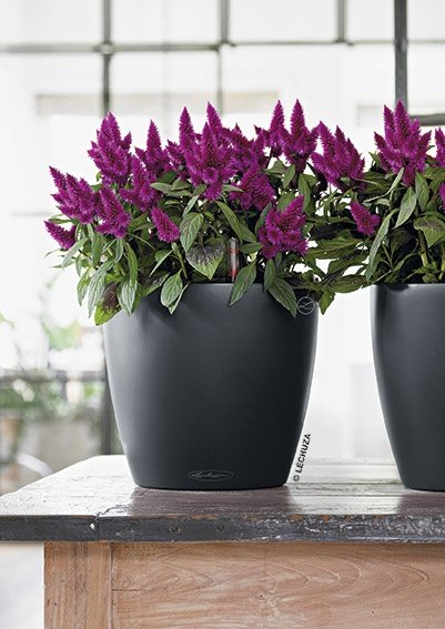 A_TRD_D21_2_sgr_Celosia_Venezuela.jpg