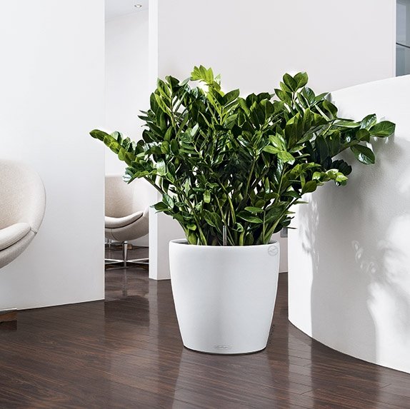 A_TRD_D35_w_Zamioculcas.jpg