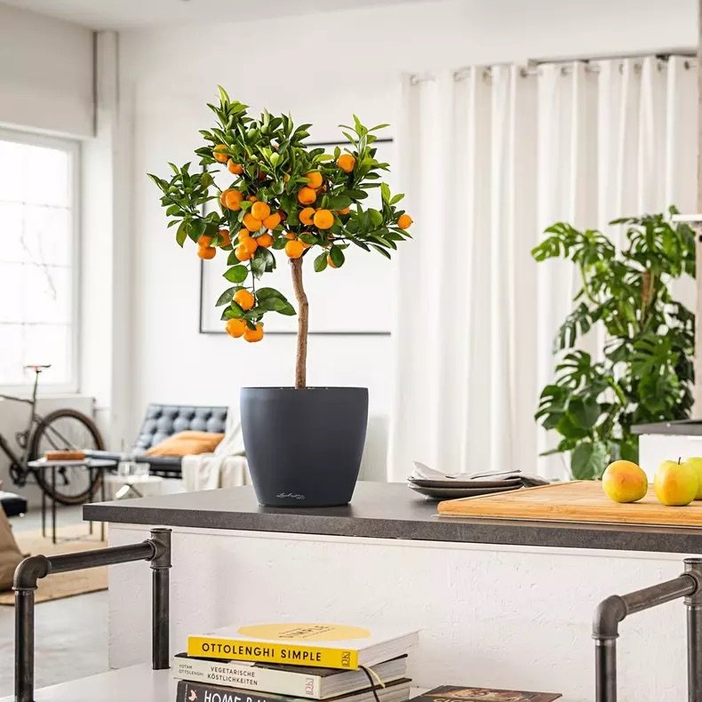 DECO 10 weiß (4).jpeg