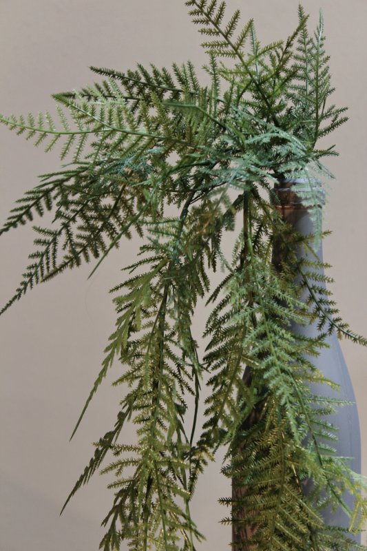 asparagus2361_1.JPG