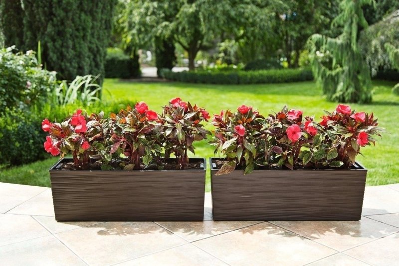 begonia_dluto_mokka_nr_83.jpg