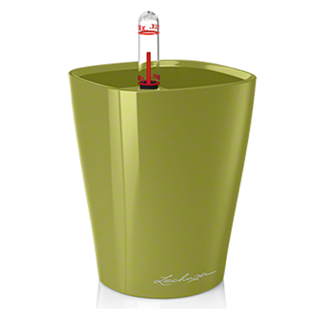 deltini_olive_large копия.png