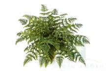 Папоротник Athyrium