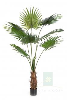 Искусственное дерево Пальма Вашингтония 200 см (Washingtonia Tree)